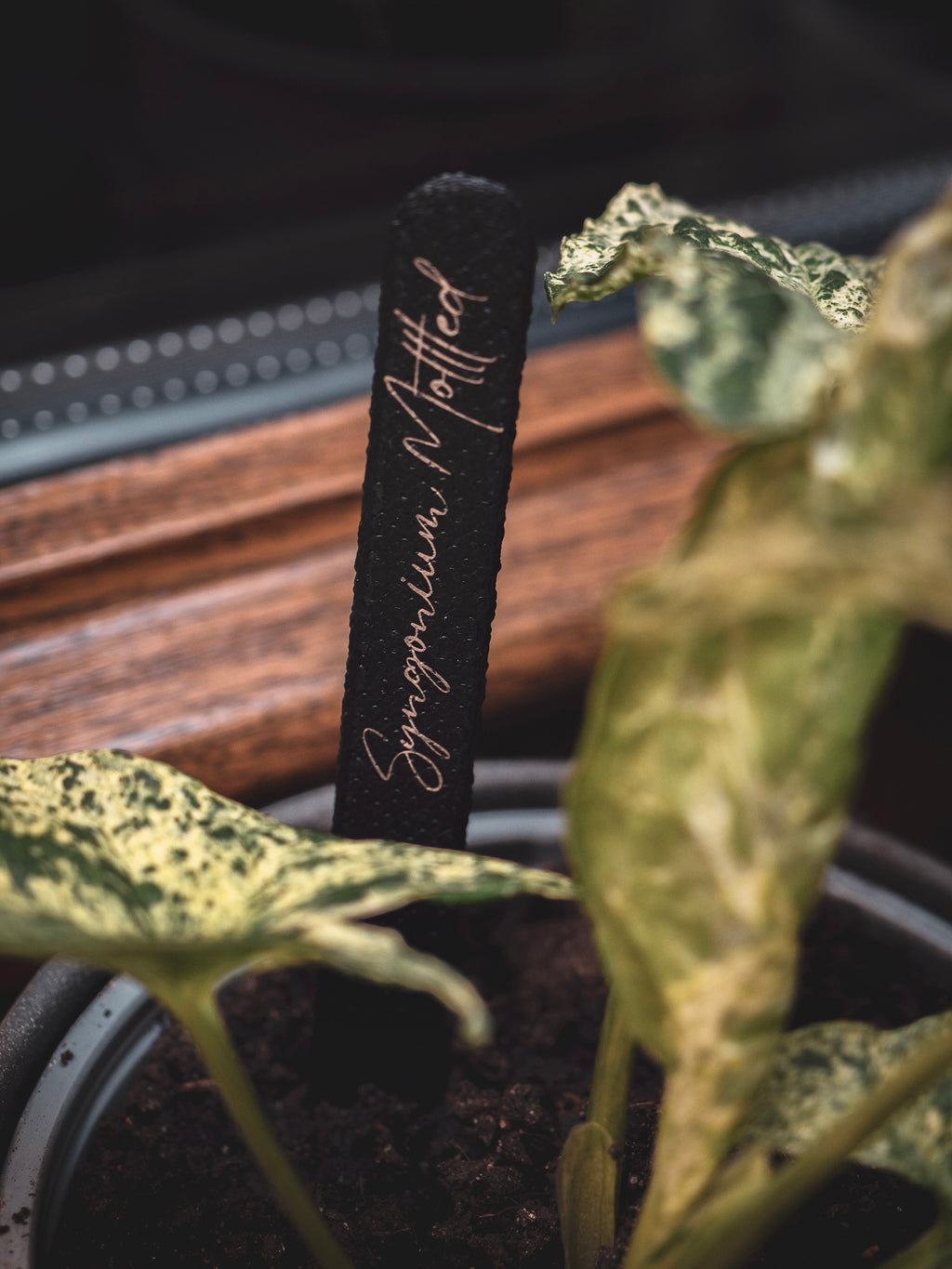Pflanzenstecker in schwarz | personalisierbar
